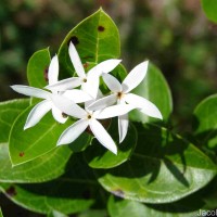 Carissa spinarum L.